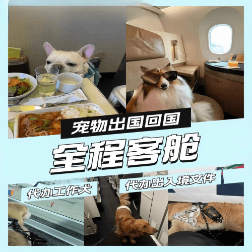 南昌宠物托运到白俄罗斯宠物入境规定和要求